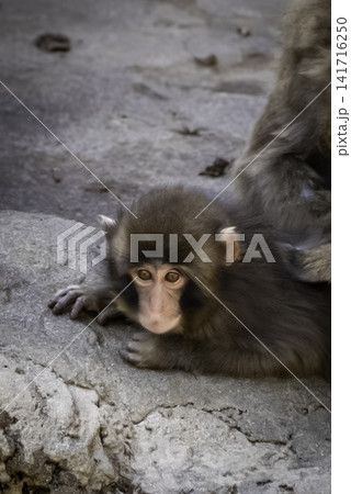 毛繕いされる子猿 毛繕いされる子猿 141716250