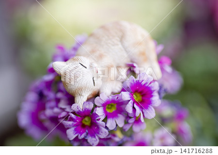 紫色のプリムラの花の上に寝ている猫の置物があります。 紫色のプリムラの花の上に寝ている猫の置物があります。 141716288