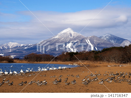 冠雪の磐梯山と猪苗代湖湖岸に並ぶ渡り鳥の行列が印象的で綺麗だ。 冠雪の磐梯山と猪苗代湖湖岸に並ぶ渡り鳥の行列が印象的で綺麗だ。 141716347