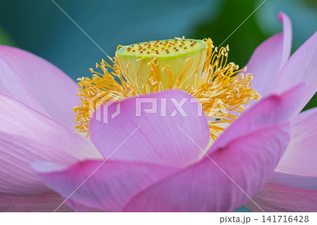 ハスの花の花托・日本の夏の花 ハスの花の花托・日本の夏の花 141716428