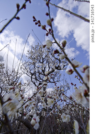 梅園に白い梅の花が咲いています。 梅園に白い梅の花が咲いています。 141716543