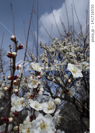 梅園に白い梅の花が咲いています。 梅園に白い梅の花が咲いています。 141716550