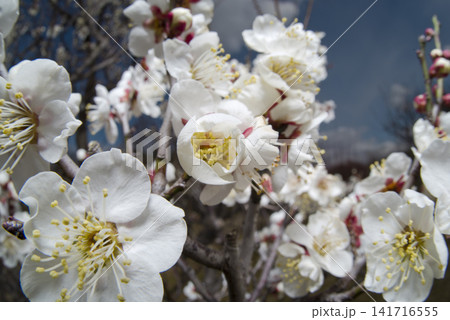 梅園に白い梅の花が咲いています。 梅園に白い梅の花が咲いています。 141716555