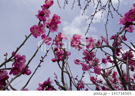 梅園にピンク色の梅の花が咲いています。 梅園にピンク色の梅の花が咲いています。 141716565