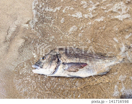 波打ち際に横たわる魚 波打ち際に横たわる魚 141716598