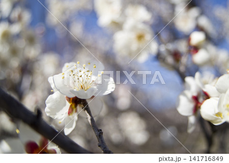 青空の下の梅園に白い梅の花が咲いています。 青空の下の梅園に白い梅の花が咲いています。 141716849