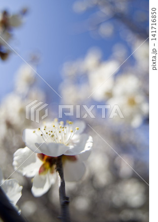 青空の下の梅園に白い梅の花が咲いています。 青空の下の梅園に白い梅の花が咲いています。 141716850