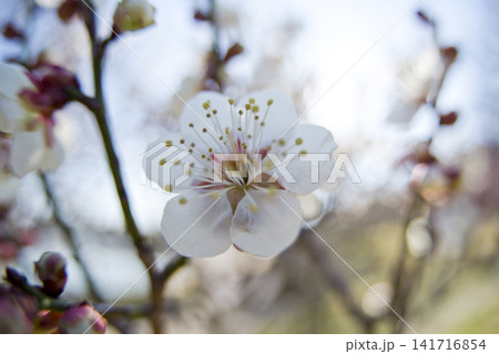 青空の下の梅園に白い梅の花が咲いています。 青空の下の梅園に白い梅の花が咲いています。 141716854