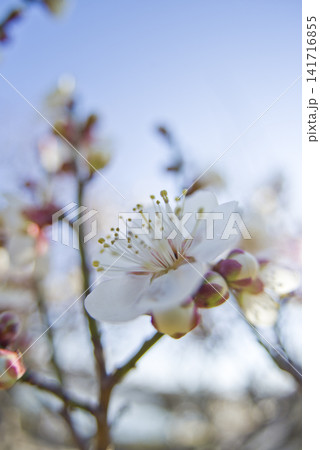 青空の下の梅園に白い梅の花が咲いています。 青空の下の梅園に白い梅の花が咲いています。 141716855