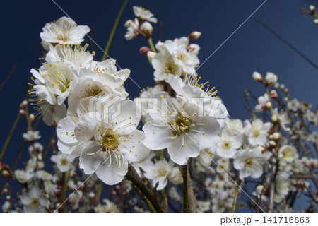 青空の下の梅園に白い梅の花が咲いています。 青空の下の梅園に白い梅の花が咲いています。 141716863