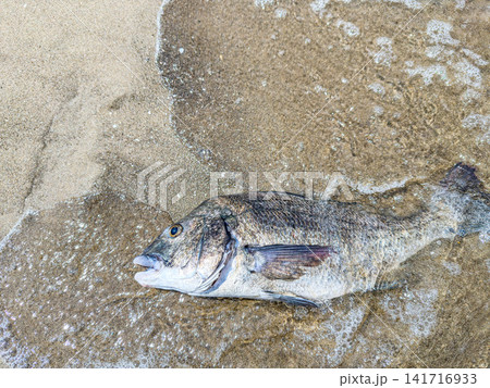 波が寄せる砂浜の魚 波が寄せる砂浜の魚 141716933