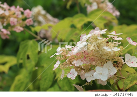 アジサイの花 141717449