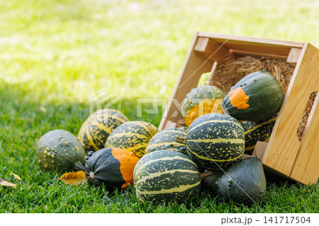 Various pumpkins in a wooden box on sunny green grass, autumn harvest scene Various pumpkins in a wooden box on sunny green grass, autumn harvest scene 141717504