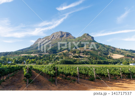 Sunlit vineyard rows Sunlit vineyard rows 141717537