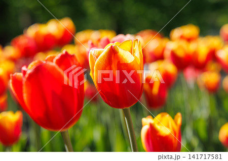 Red tulips in warm sunset light with shallow depth of field 141717581