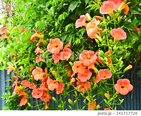 沢山のオレンジ色の花で飾られたノウゼンカズラ 沢山のオレンジ色の花で飾られたノウゼンカズラ 141717720