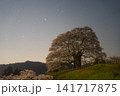 月光に照らされた満開の醍醐桜 141717875