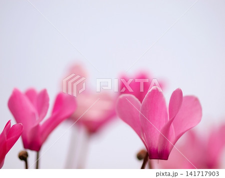 シクラメンの花のアップ 141717903