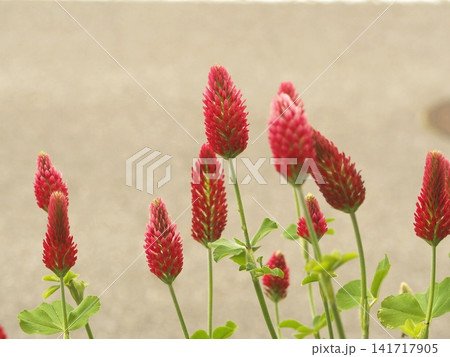クリムゾンクローバーの花の生態写真 クリムゾンクローバーの花の生態写真 141717905