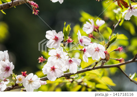 春の花　白色の桜の花のクローズアップ09 141718116