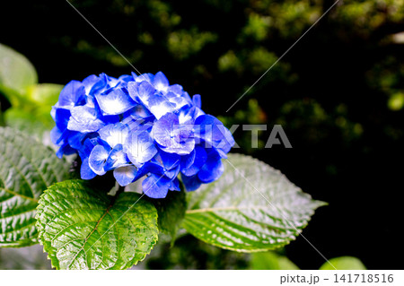 青い紫陽花 141718516