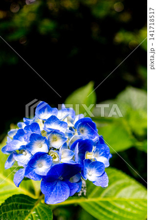 青い紫陽花 141718517