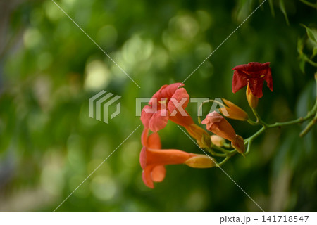 Close-up of vibrant red trumpet creeper flowers (Campsis radicans) blooming in a summer garden with a soft green bokeh background. Natural floral beauty and outdoor gardening concept. 141718547