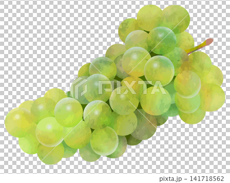 Watercolor-style vector of white grapes 141718562