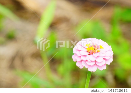 ジニア(百日草)の花 ジニア(百日草)の花 141718611