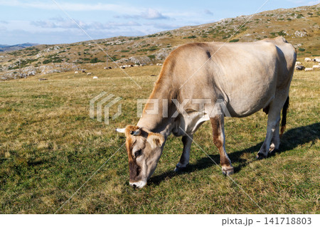 Cow grazing in mountain pasture with herd in background 141718803