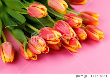 Fresh pink tulips on pink background 141718831