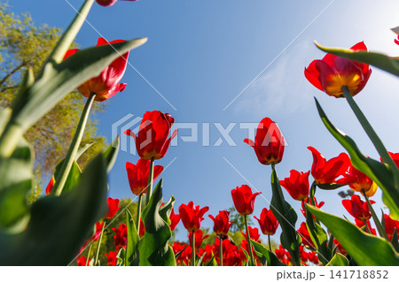 Red tulips from below against deep blue sky Red tulips from below against deep blue sky 141718852