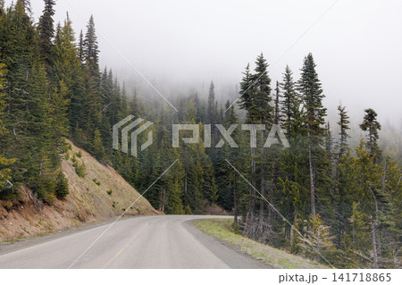 Road winding through Olympic National Park surrounded by tall, dense forest 141718865