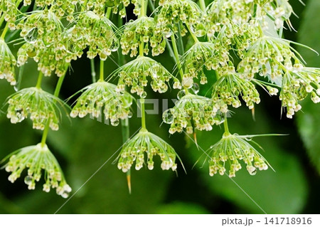 雫が輝くオルレアの花序のクローズアップ 雫が輝くオルレアの花序のクローズアップ 141718916