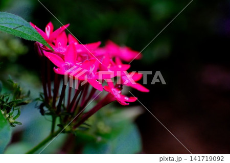 小さくて可愛いペンタスの花 小さくて可愛いペンタスの花 141719092