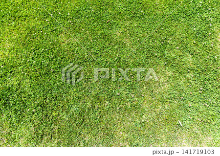 Green grass texture viewed from above 141719103