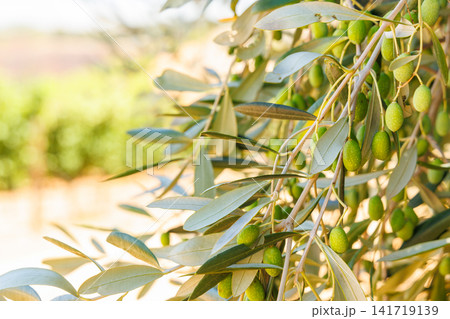 Olive trees on a sunny day 141719139