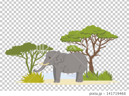 African elephants in the savanna African elephants in the savanna 141719468