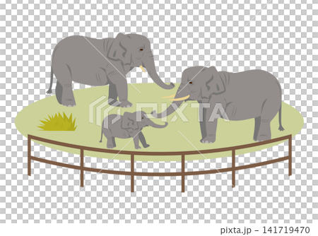 Zoo African elephant Zoo African elephant 141719470