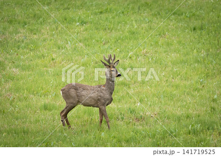 Roe deer on a green meadow Roe deer on a green meadow 141719525