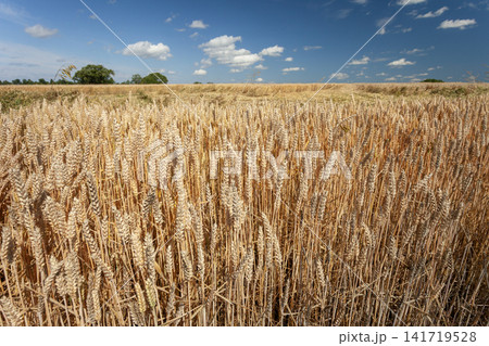 A grain field on a hot summer day 141719528
