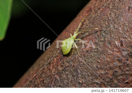 錆びた欄干を歩く明るい黄緑色のハラビロヘリカメムシ幼虫(アウトドアフィールド昆虫生態マクロ撮影) 錆びた欄干を歩く明るい黄緑色のハラビロヘリカメムシ幼虫(アウトドアフィールド昆虫生態マクロ撮影) 141719607