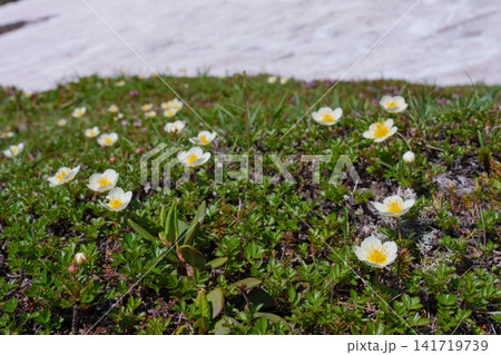 北海道大雪山に咲くチングルマの群生 高山植物の夏の風景 141719739