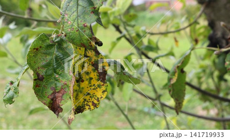 Apple tree leaves affected by a fungal infection. Brown and rusty necrotic spots, chlorotic yellowing, and drying of the edges are visible on the leaves. Tissue deformation and wilting 141719933