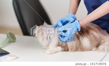 Veterinarian giving vaccine injection to cat with syringe in clinic Veterinarian giving vaccine injection to cat with syringe in clinic 141719978