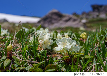 北海道大雪山に咲くキバナシャクナゲ 高山植物の夏の風景 北海道大雪山に咲くキバナシャクナゲ 高山植物の夏の風景 141720213