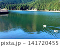 田貫湖　水鳥 141720455