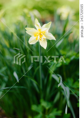 Single White Double Daffodil Flower in Spring Garden Single White Double Daffodil Flower in Spring Garden 141720585