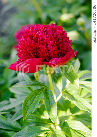 Red Charm Peony Flower Blooming In Spring Garden Red Charm Peony Flower Blooming In Spring Garden 141720586