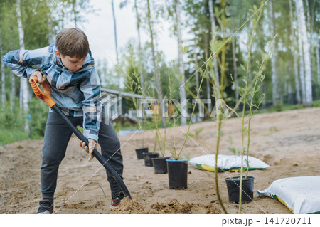 caucasian boy plants a dogwood shrub on their countryside property caucasian boy plants a dogwood shrub on their countryside property 141720711